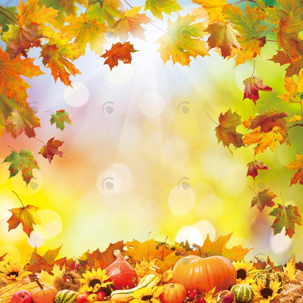 Allenjoy Autumn Pumkins Maple Leaves Photography Backdrop Gbsx-00606