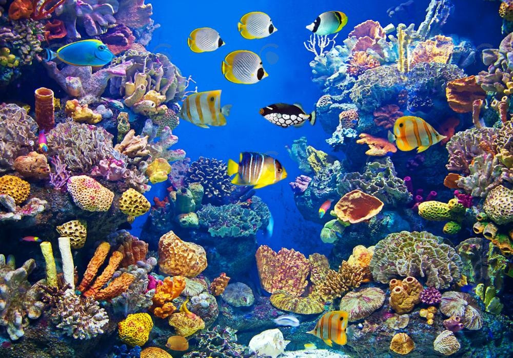 Allenjoy Under The Sea Animals Photography Backdrop Gbsx-00520