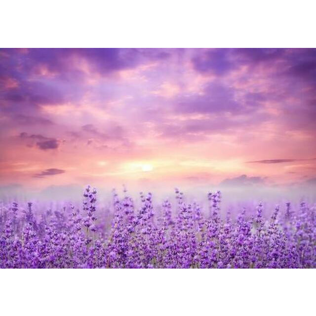 Allenjoy Lavender Field at Sunset Photography Backdrop Purple Flowers Photoshoot Background