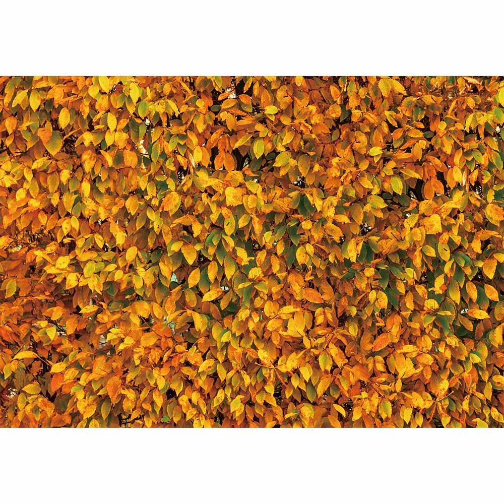 Allenjoy Autumn Bright Golden Leaves Backdrop for Photography - Allenjoystudio