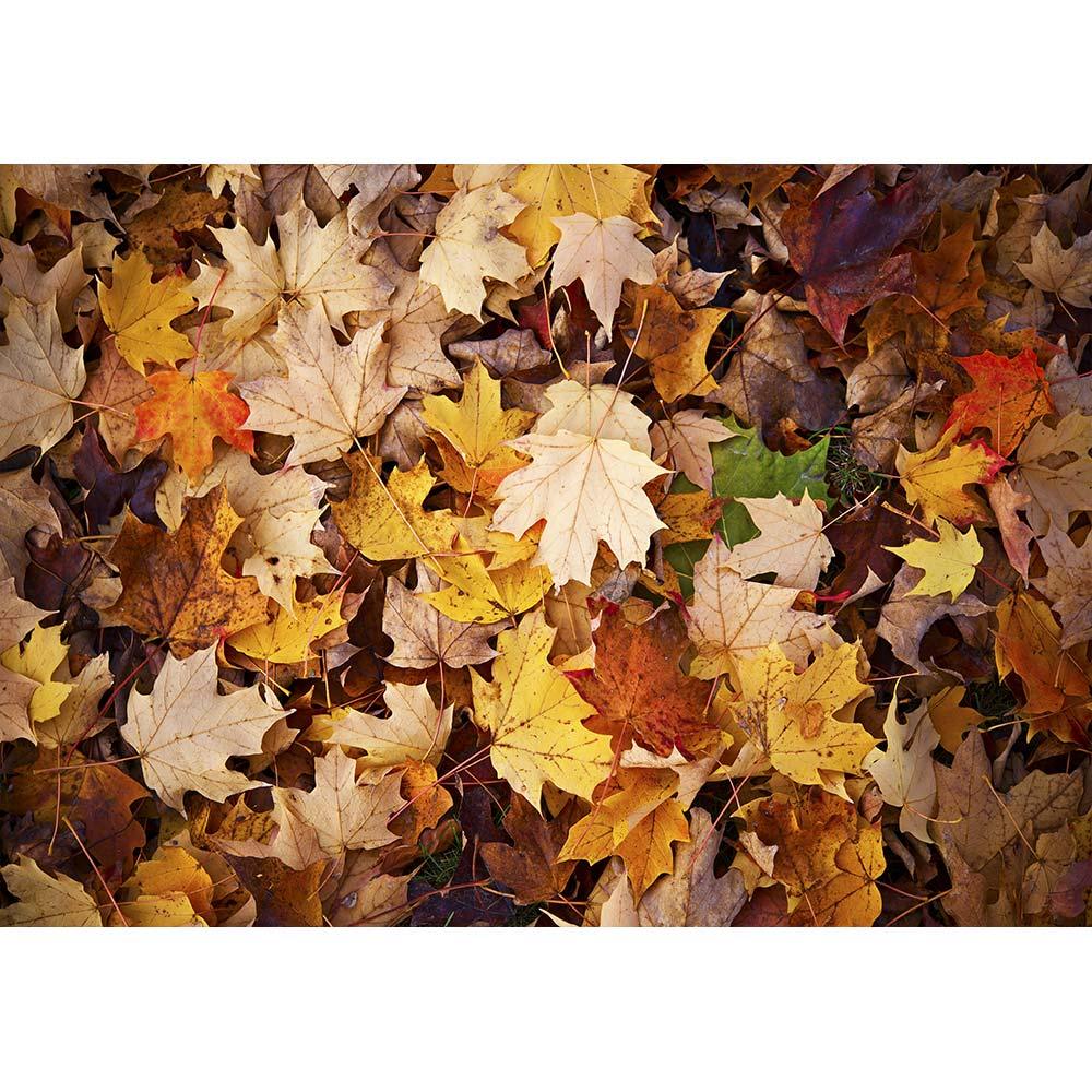 Allenjoy Fall Marple Leaves Nature Backdrop - Allenjoystudio