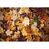 Allenjoy Fall Marple Leaves Nature Backdrop