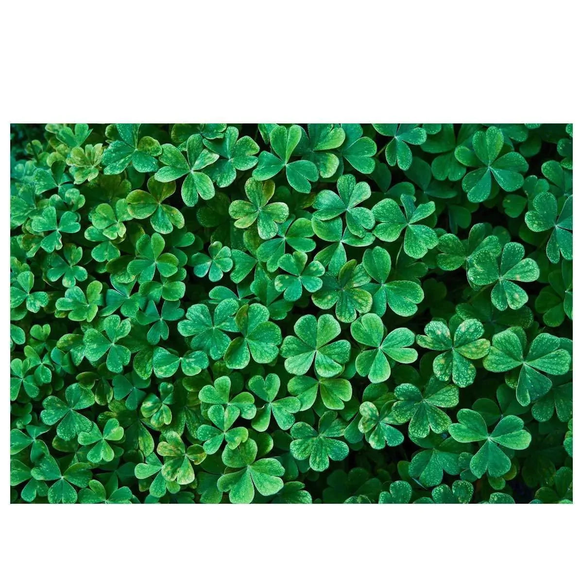 Allenjoy Green Clover Wall St Patrick's Day Backdrop - Allenjoystudio