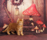 Allenjoy Red Mushroom Alice Wonderland Cute Baby Photo Booth Background for Photo Studio
