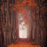 Autumn Forest Photography Backdrop GBSX-99602