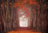 Autumn Forest Photography Backdrop GBSX-99602