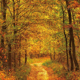 Allenjoy Autumn Forest Path Photography Backdrop Gbsx-00584