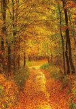 Allenjoy Autumn Forest Path Photography Backdrop Gbsx-00584