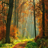 Allenjoy Autumn Forest Photography Backdrop Gbsx-00480