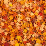 Autumn Leaves Photography Backdrop GBSX-99608