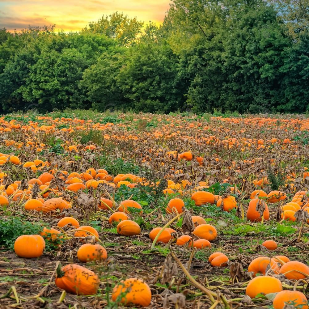 Allenjoy Autumn Pumpkin Patch Field Photography Backdrop Gbsx-00946