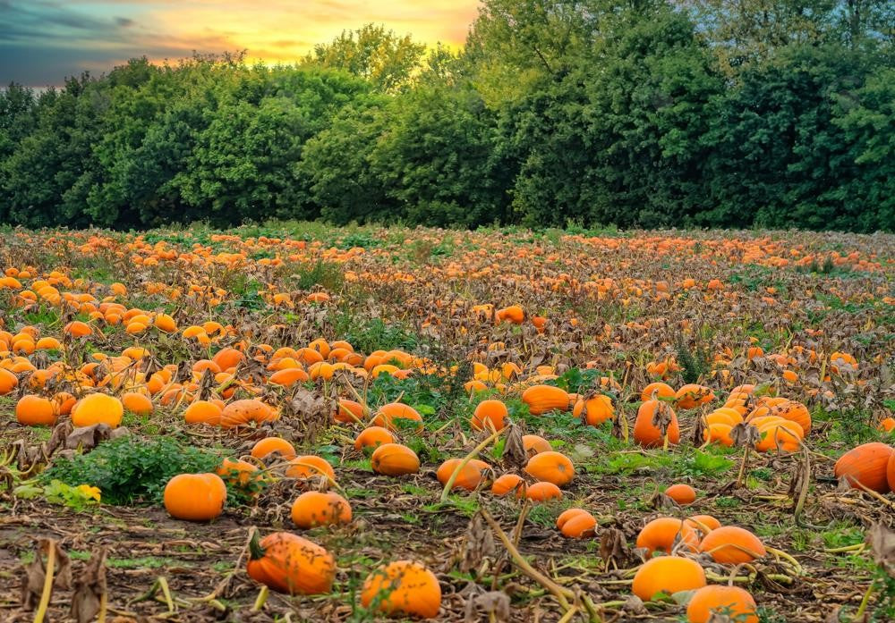 Allenjoy Autumn Pumpkin Patch Field Photography Backdrop Gbsx-00946 ...
