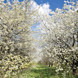 Allenjoy Spring Floral Blooms Photography Backdrop Gbsx-00682