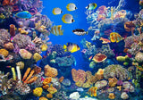 Allenjoy Under The Sea Animals Photography Backdrop Gbsx-00520