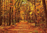 Autumn Maple Forest Scene Photography Backdrop