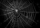 Spider Web Photography Backdrop