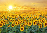 Sweet Sunflower Field Backdrop