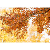 Allenjoy Autumn MapleTree Nature Golden Backdrop