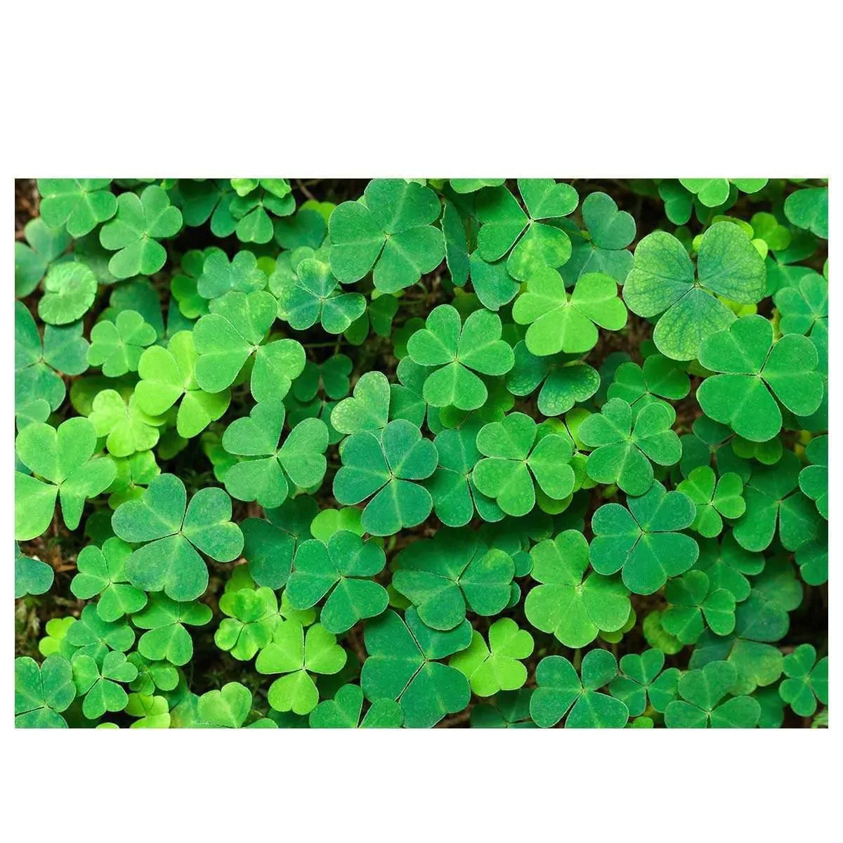 Allenjoy St Patrick's Day Symbol Green Leaf Backdrop - Allenjoystudio